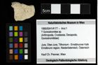 Foto (Objekt + Etiketten) von ? Goniodromites sp. 
